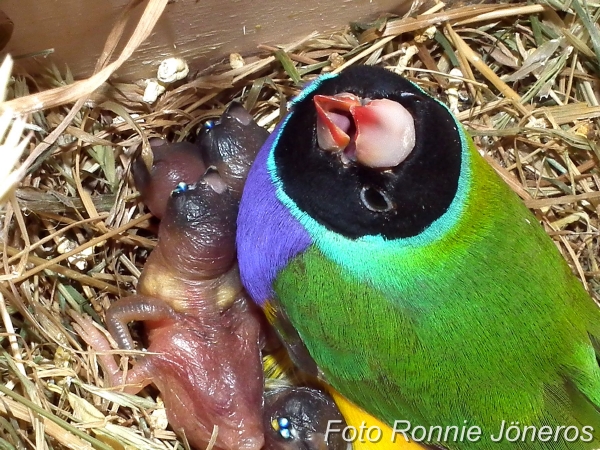 Gouldsamadin (Chloebia gouldiae)